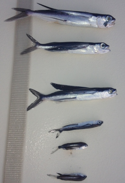 Famille de poissons volants